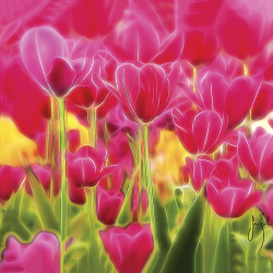 Tulipani esotici