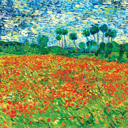 Poppy field (Campo di papaveri)