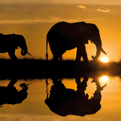 Elefanti all'alba