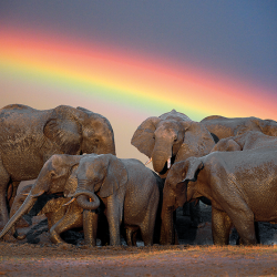 Elefanti che fanno un bagno di fango