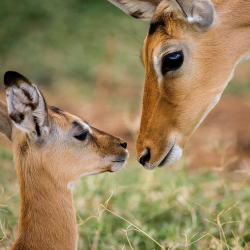 Impala madre e giovane