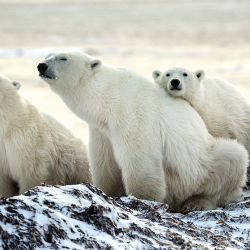 Madre di orso polare e cuccioli