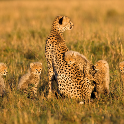 Madre e cuccioli di ghepardo