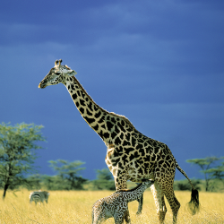 Cucciolo e Mamma giraffa Maasai