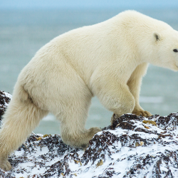 Orso polare sulla riva della Baia di Hudson