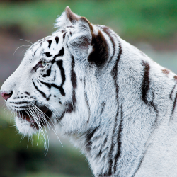 Tigre bianca del Bengala