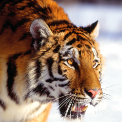 Tigre siberiana in inverno