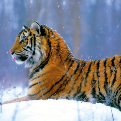 Tigre siberiana in inverno 02