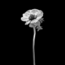 96 - Fiori - Anemone coronaria dark design