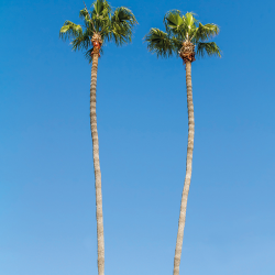 215 - Paesaggio - Idyllic palm trees