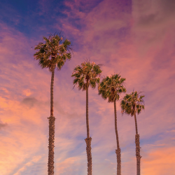 Paesaggio Natura - Palm trees - Idyllic sunset