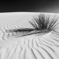 307 - Paesaggio - White Sands BW
