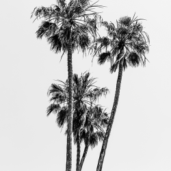 326 - Paesaggio natura - Lovely Palm BW