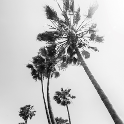 320 - Paesaggio - Palm trees&sun BW