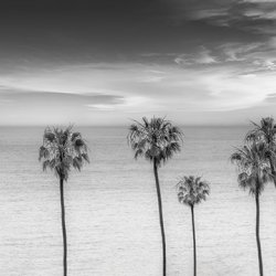 Paesaggio natura - Lovely Palm Trees at the ocean BW