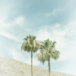522 - Summer - vintage palm trees in the desert