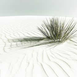 528 - Summer - white sands vintage dune