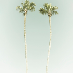 532 - Summer - minimalist palm trees