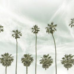533 - Summer - California vintage palm trees
