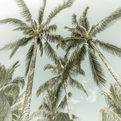 Summer - lovely vintage palm trees