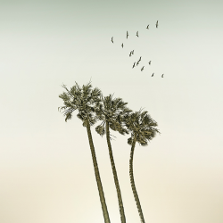 Summer - Vintage minimalist palm trees & sunset
