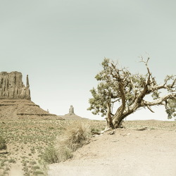 539 - Summer - Monument valley and tree vintage