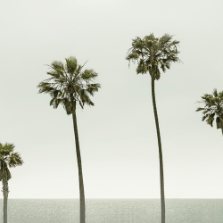 Summer - Vintage palm trees by the sea