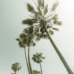 543 - Summer - vintage palm trees in the sun