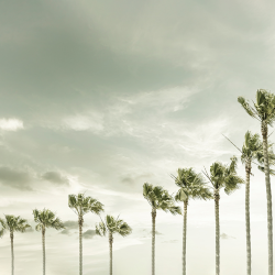 Summer - vintage palm trees at the beach