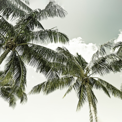 Summer - vintage palm trees
