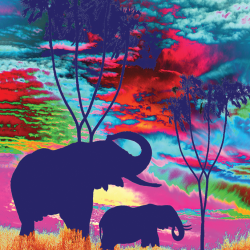 Elefanti in un'esplosione di colori