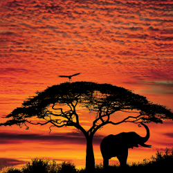 Elefante sotto un grande albero