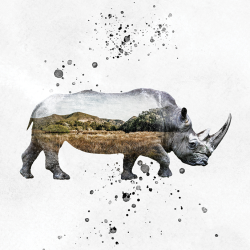 Rinoceronte - double exposure